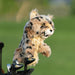 Daphne's Bobcat Headcover - Fairway Golf